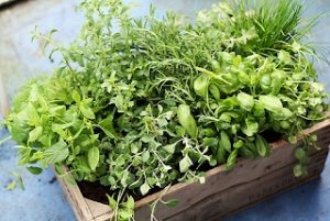 How to start herb farm from home